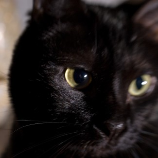 Critter Portraits by Blake