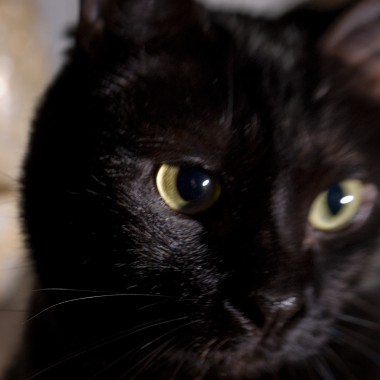 Critter Portraits by Blake