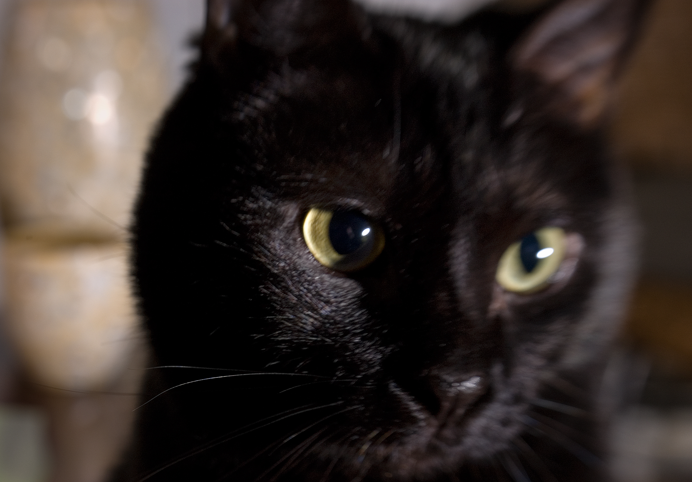 Critter Portraits by Blake