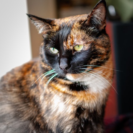 Critter Portraits by Blake