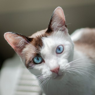 Critter Portraits by Blake