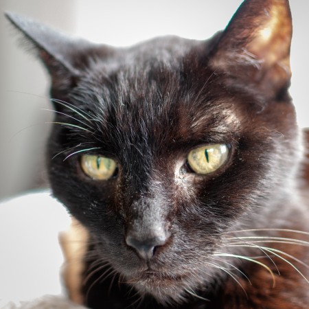 Critter Portraits by Blake