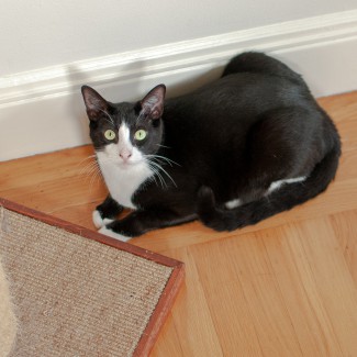 Critter Portraits by Blake