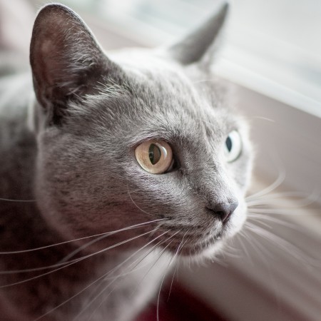 Critter Portraits by Blake