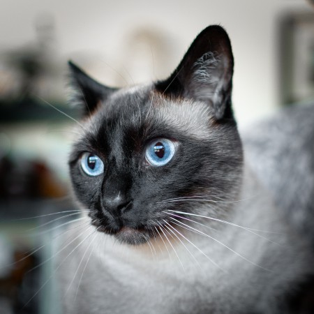 Critter Portraits by Blake