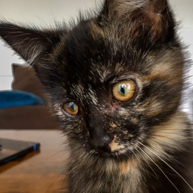 Critter Portraits by Blake