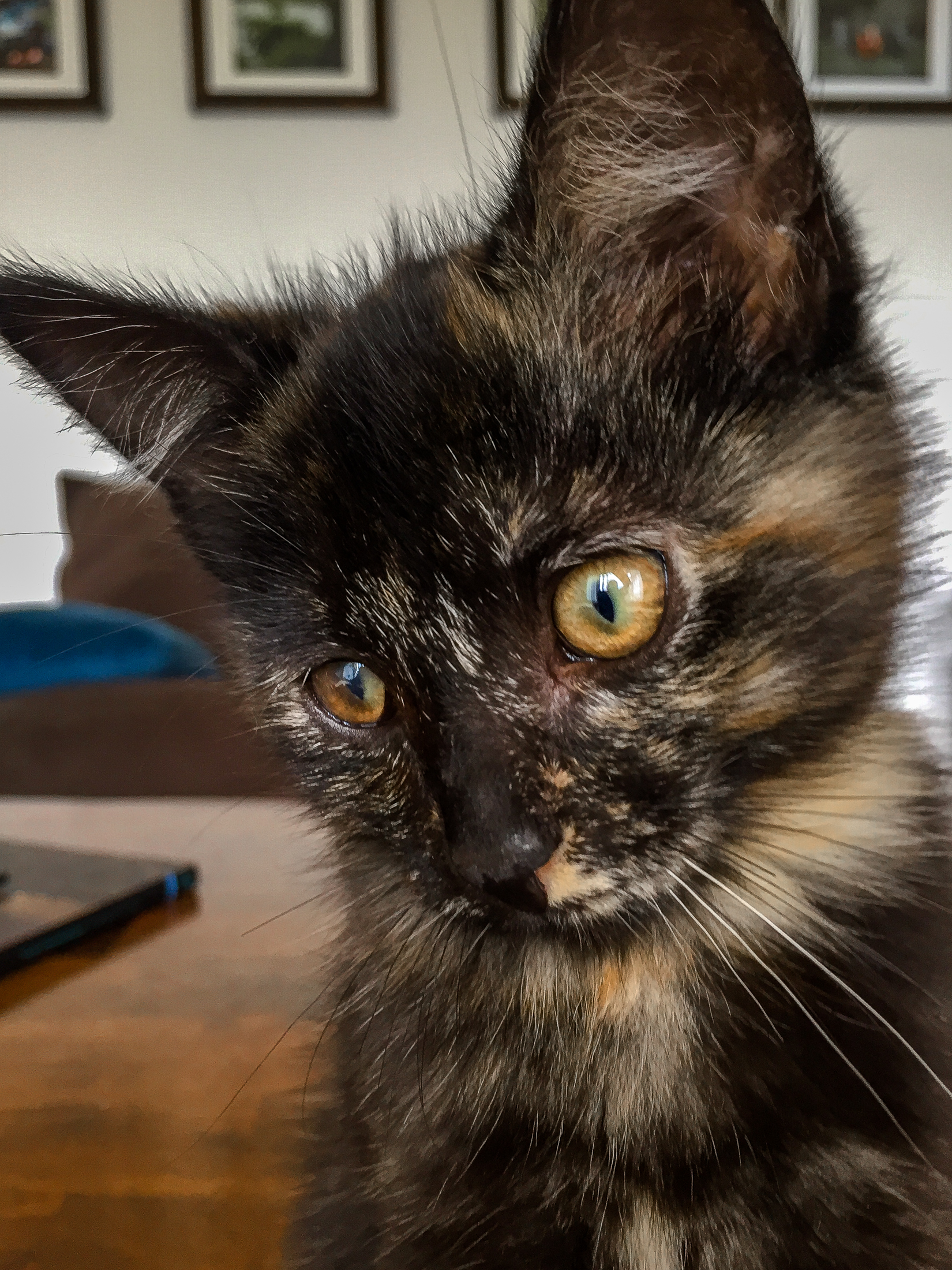 Critter Portraits by Blake