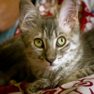 Critter Portraits by Blake